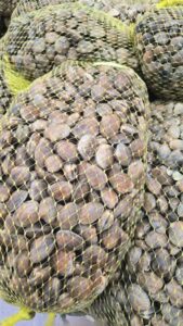 clams by Dakadah Vigil