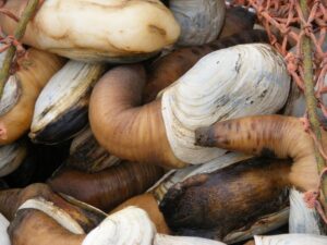 Beautiful-geoducks