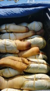 geoduck 2